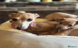 Italian Greyhound dogs for sale: Italian Greyhound Puppies  - Image 3