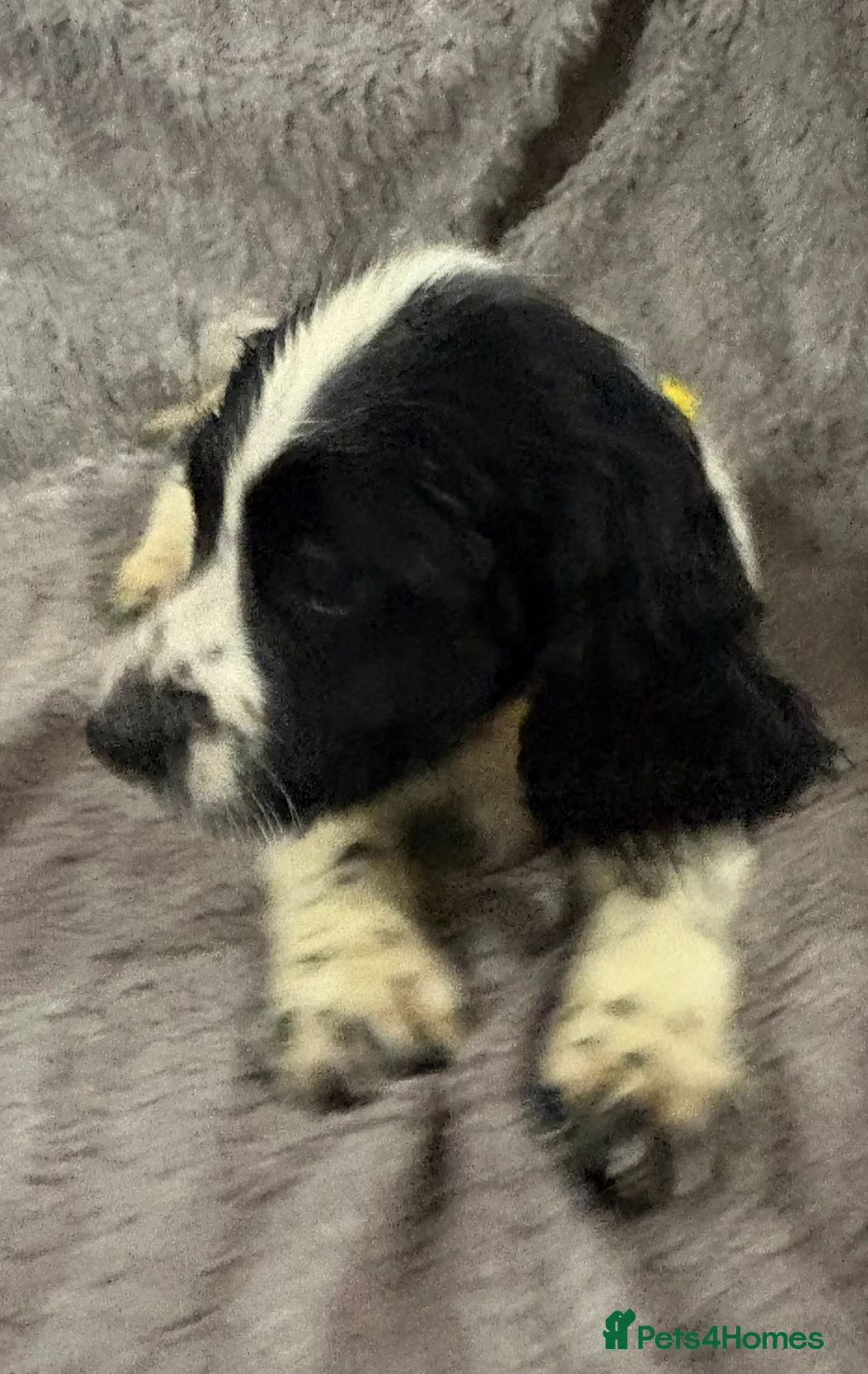 Cocker Spaniel dogs for sale: Working cocker spaniels  - Advert 8