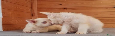 French Bulldog 6