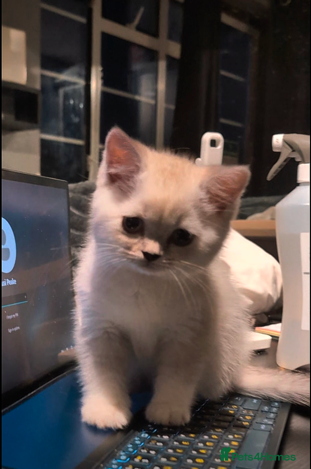 British Shorthair cats for sale: 💙❤️COLORPOINT 🐾BSH 🏆GCCF & TICA reg - Image 24