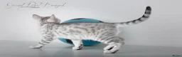 Bengal cats for sale: Rare Blue Snow Bengal Boy in Northampton - Advert 14