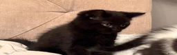 British Shorthair cats for sale: Stunning British Shorthair cross for Sale - Advert 9