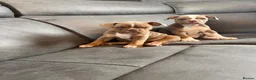 Olde English Bulldogge dogs for sale: Olde English bulldogge puppies - Advert 6