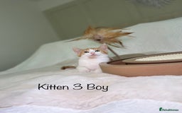 Mixed Breed cats for sale: Kittens 8 weeks old ready now  - Advert 12
