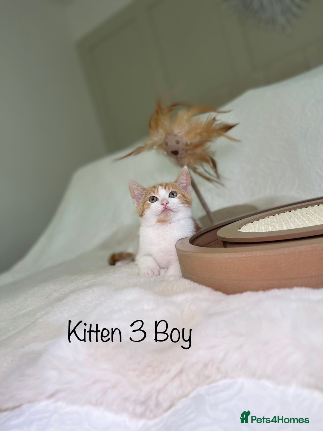 Mixed Breed cats for sale: Kittens 8 weeks old ready now  - Advert 12