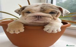 English Bulldog dogs for sale: English bulldog puppies  - Image 2