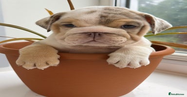 English Bulldog dogs - Advert 5