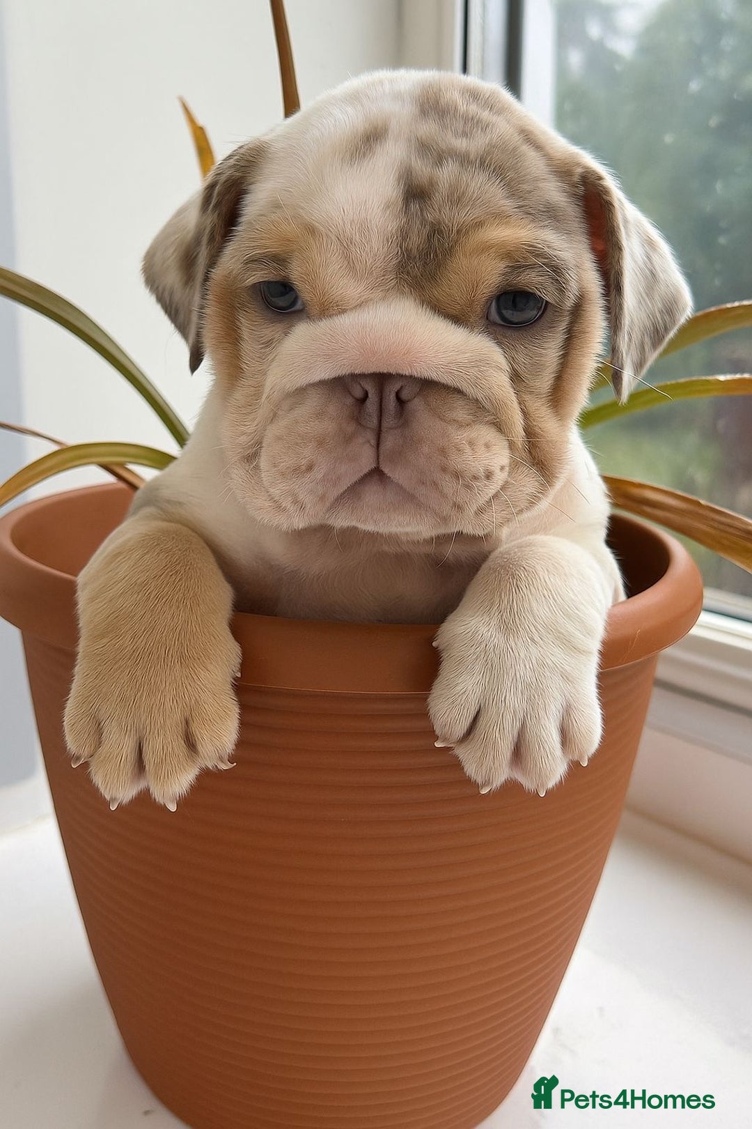 English Bulldog dogs for sale: English bulldog puppies  - Image 2
