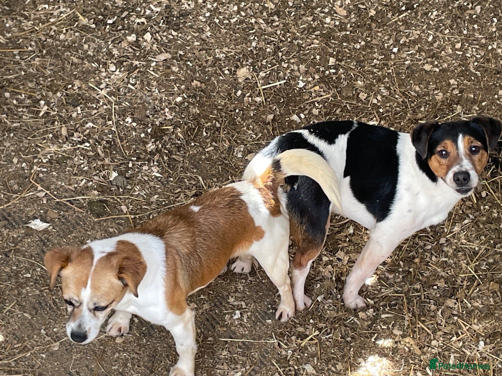 Jack Russell dogs READY NOW  JR pups  - Advert 2