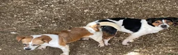 Jack Russell dogs for sale: READY NOW  JR pups  - Advert 3