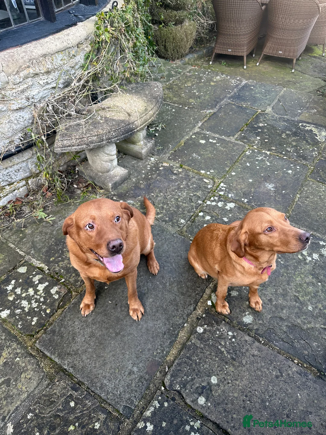 Labrador Retriever dogs for sale: KC Registered Fox Red Labrador Puppies  in Chipping Campden - Advert 5