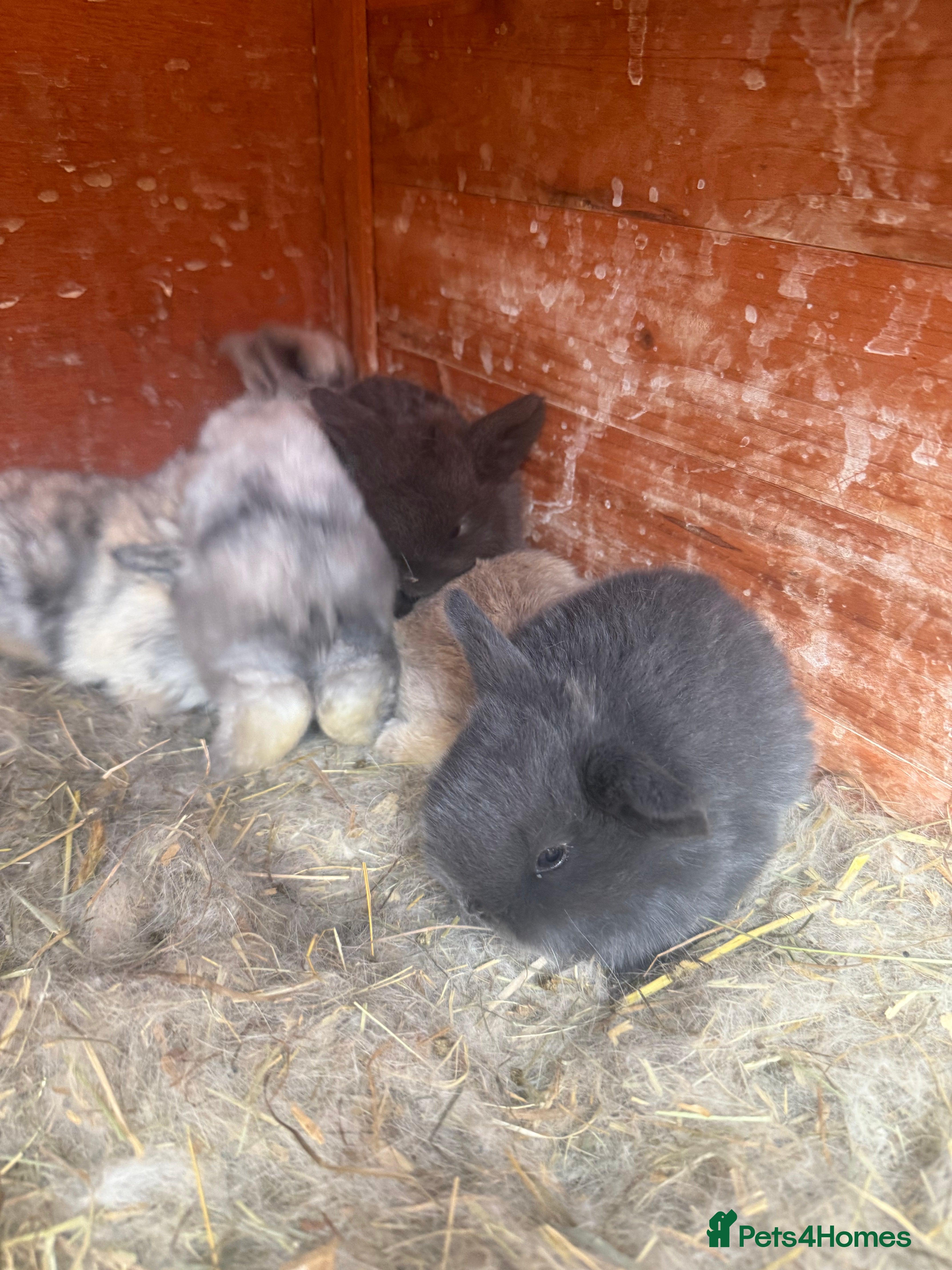 Dwarf Lop rabbits Dwalf lop babies for sale  - Advert 1