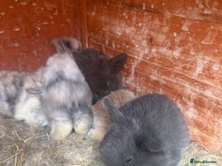 Dwarf Lop rabbits Dwalf lop babies for sale - Advert 1