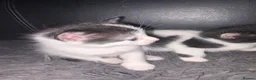 Domestic Shorthair cats for sale: 5 beautiful kittens for sale in Wigan - Advert 8