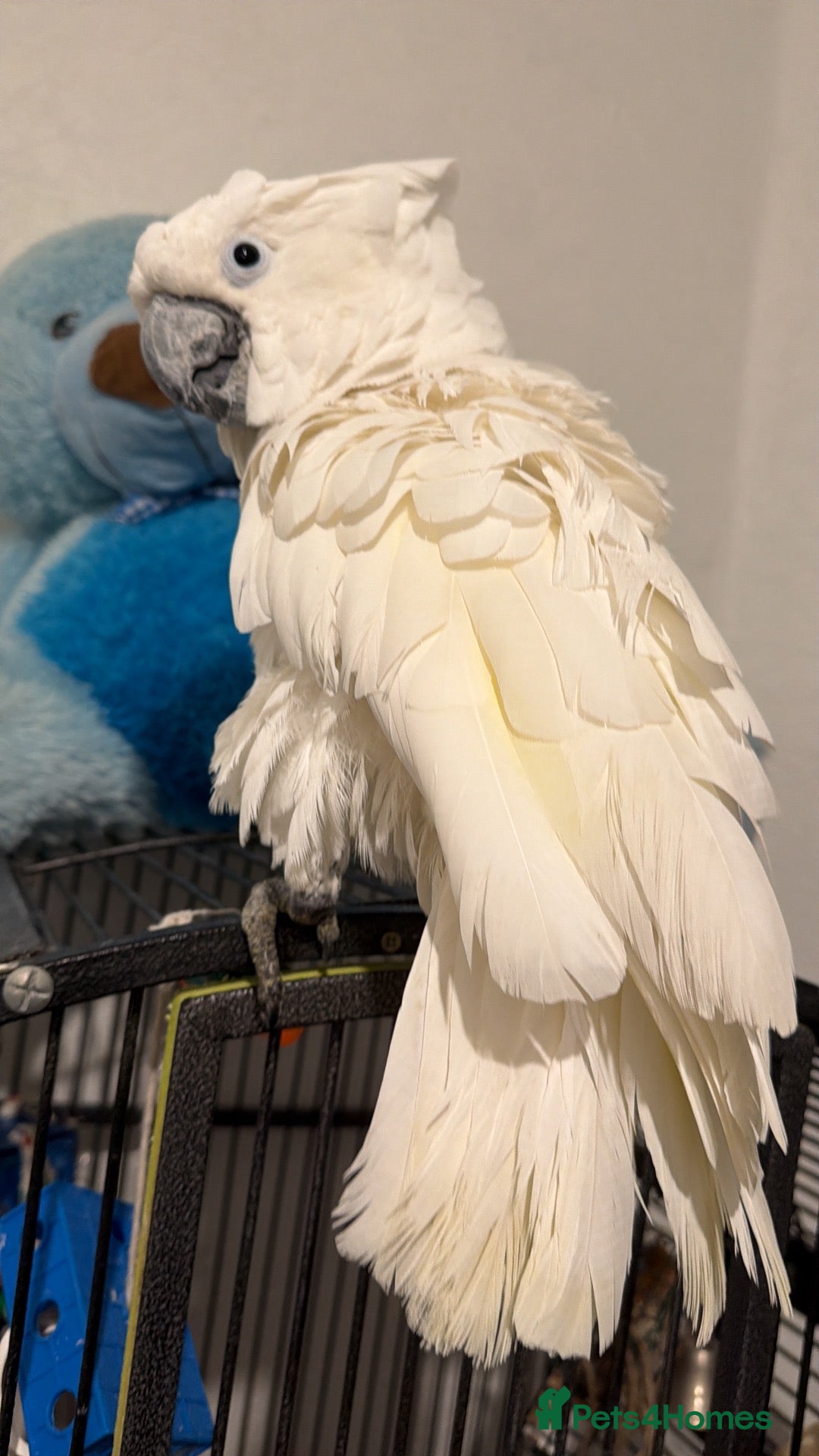 Mixed Breed birds Large and small talkative tame parrots - Advert 3