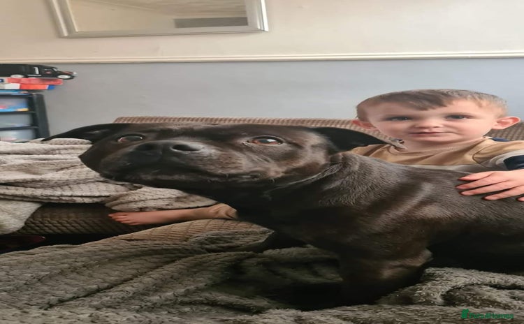 Staffordshire Bull Terrier dogs - Advert 2