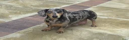 Dachshund dogs for sale: 5 gorgeous miniature dachshund puppy’s🐶 in Cullompton - Advert 36