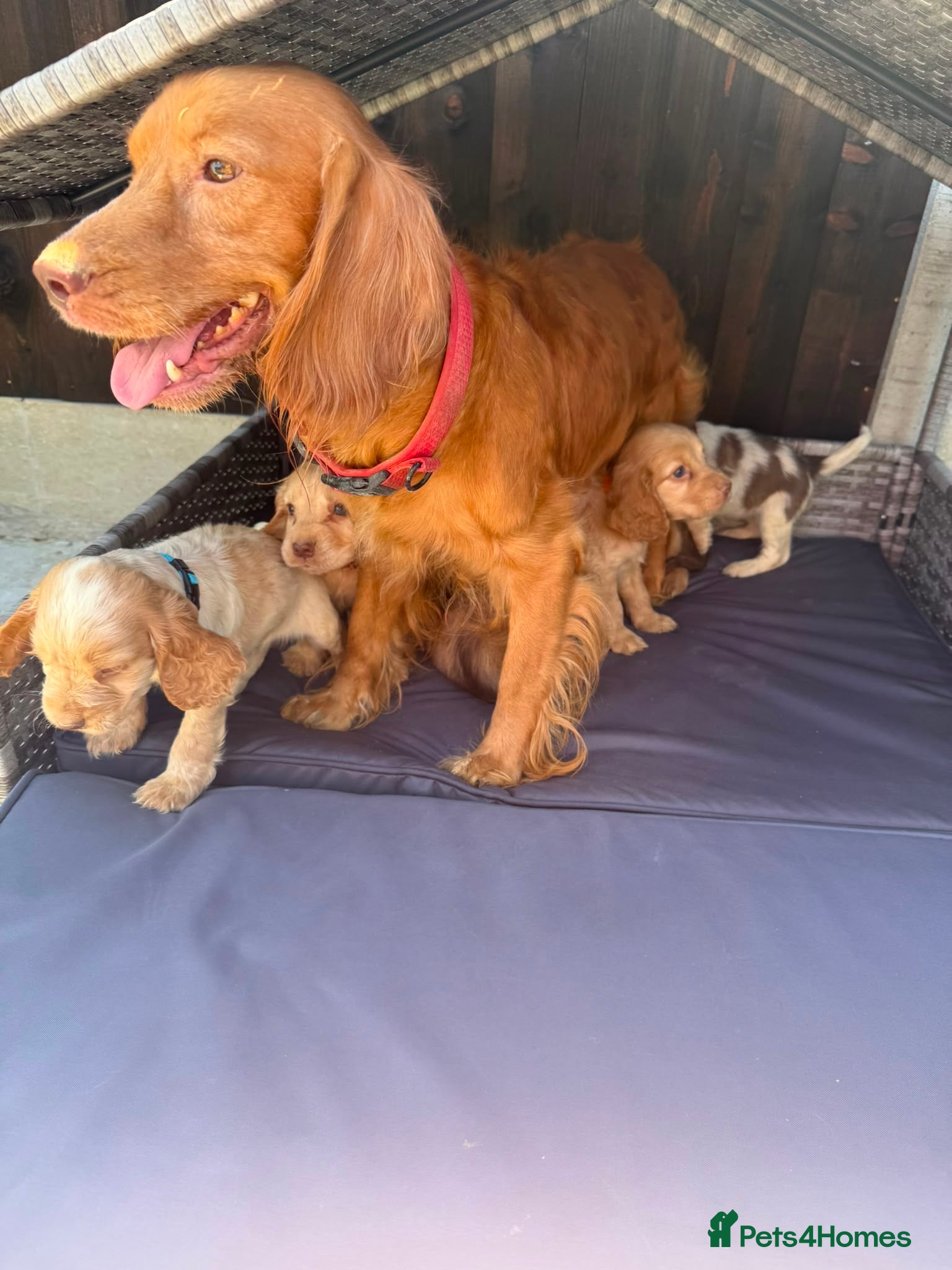 Cocker Spaniel dogs 9 beautiful cocker spaniels  - Advert 1