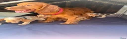 Cocker Spaniel dogs for sale: 9 beautiful cocker spaniels  in Maidstone - Advert 1