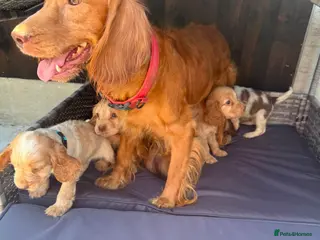 Cocker Spaniel dogs 9 beautiful cocker spaniels - Advert 1