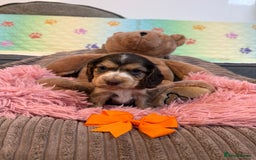 Cocker Spaniel dogs for sale: Beautiful cocker spaniels DNA clear  - Image 10