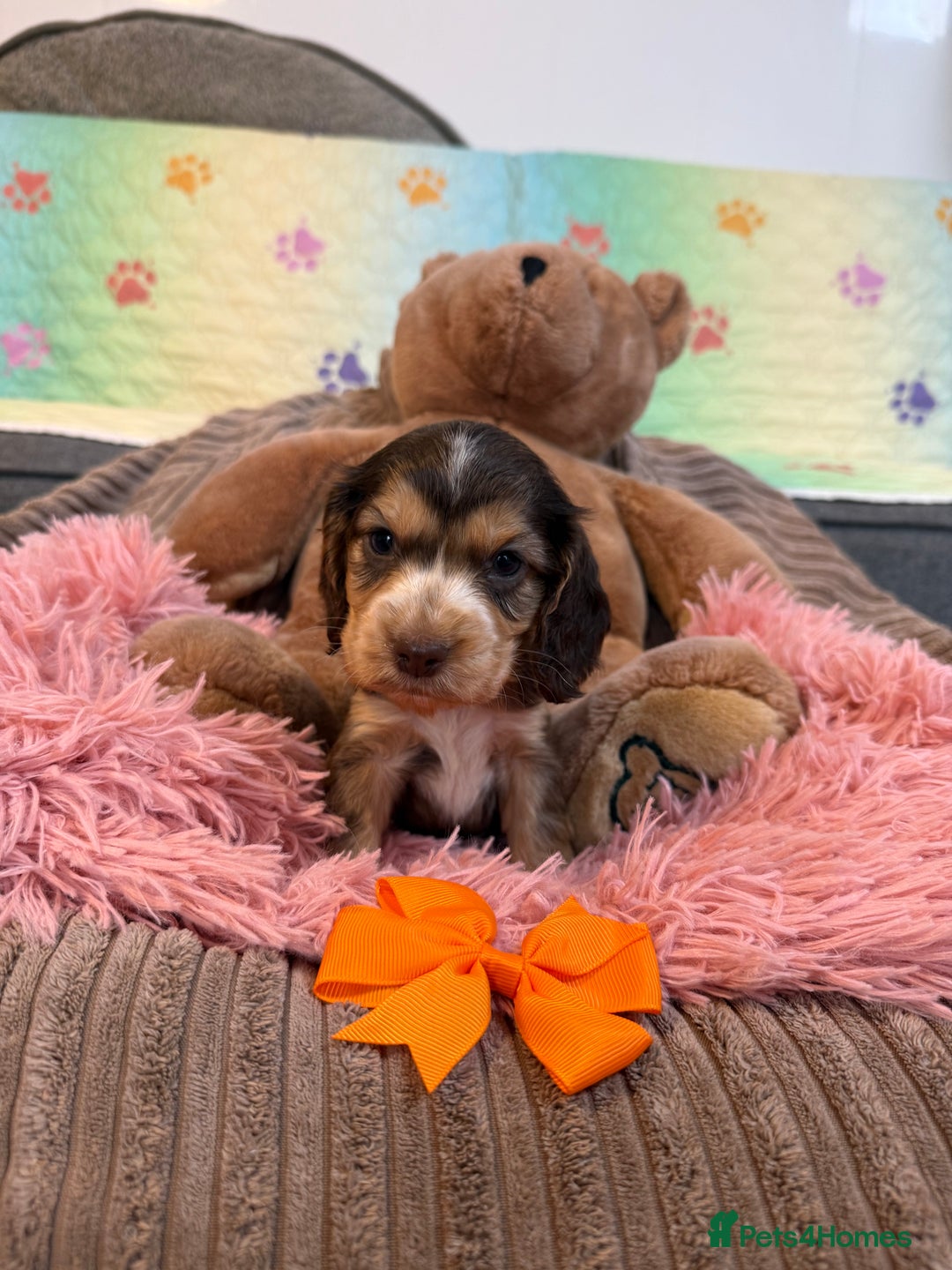 Cocker Spaniel dogs for sale: Beautiful cocker spaniels DNA clear  - Image 10