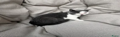 British Shorthair Kitten 3