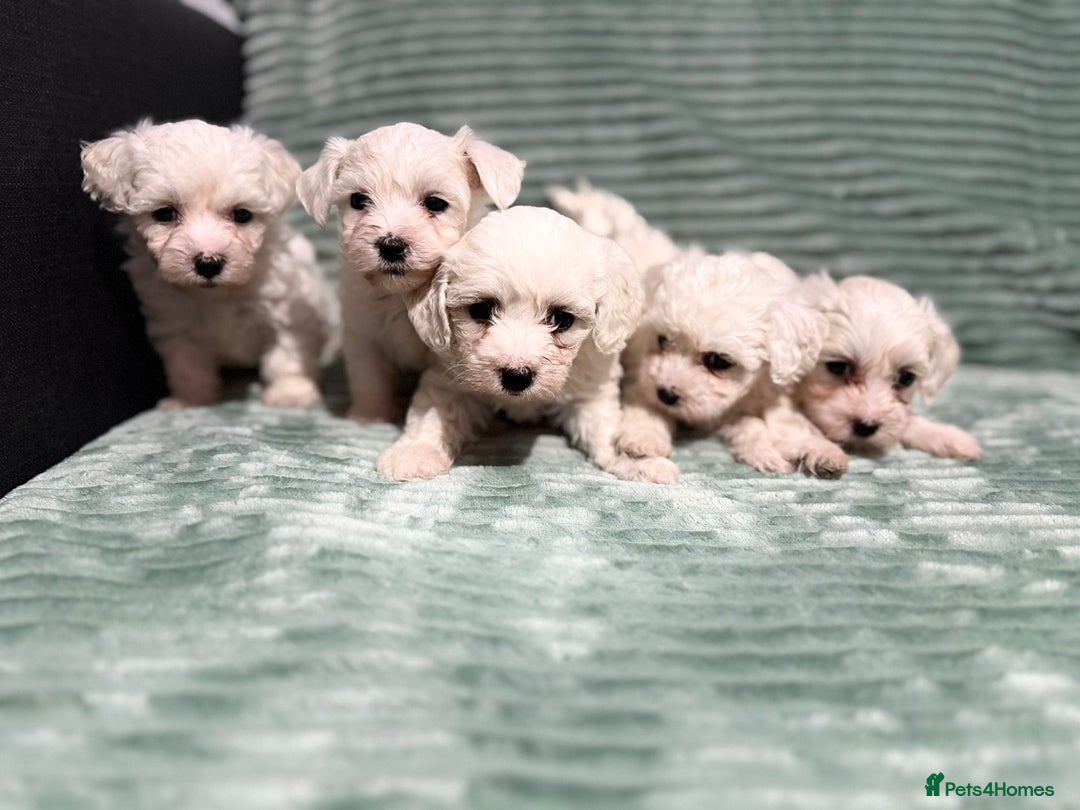 Bichon Frise dogs for sale: Pure BREED Bichon Frise - Advert 5