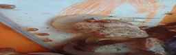 Snails invertebrates for sale: Giant african land snails  in Dover - Advert 2