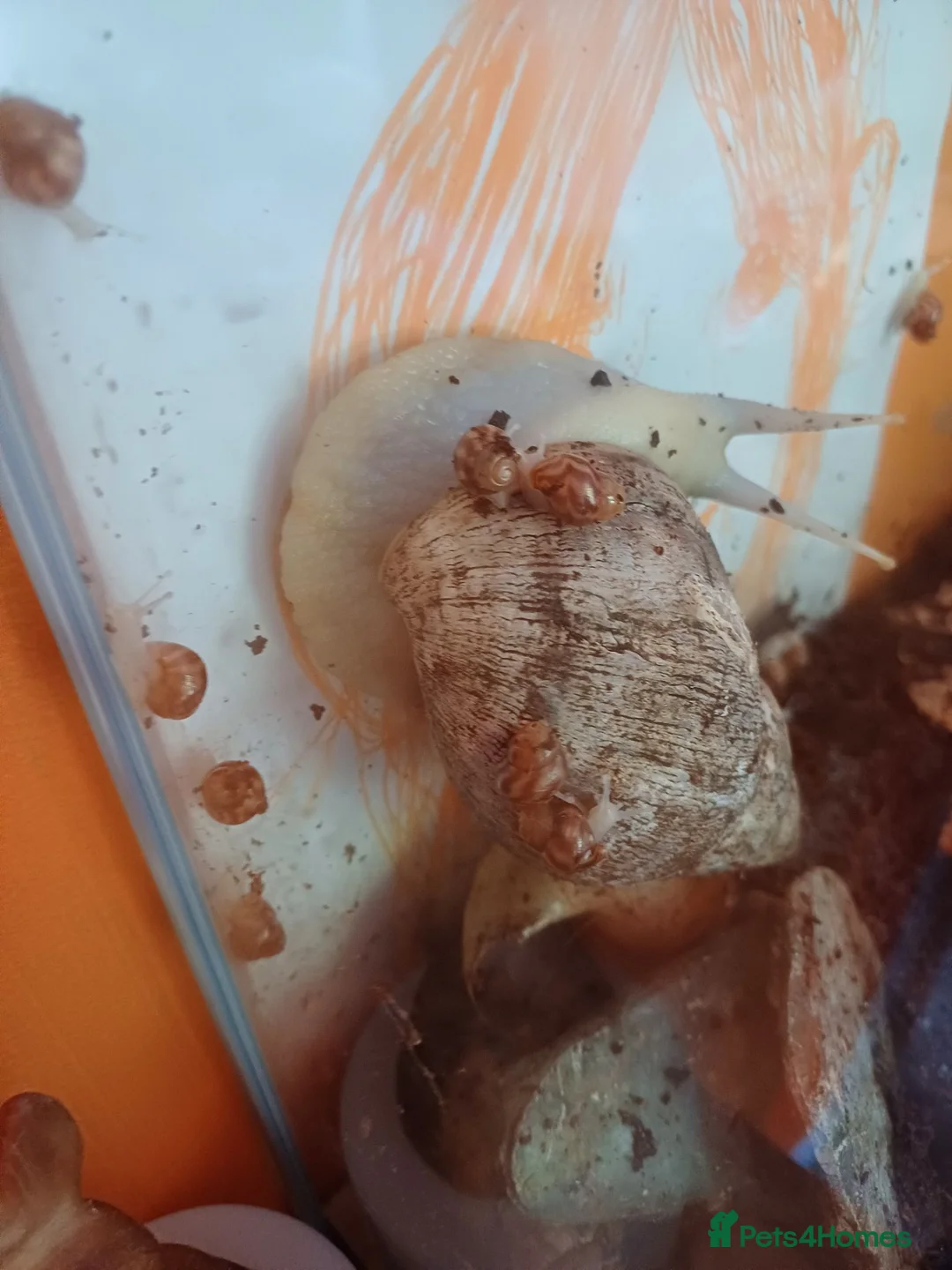 Snails invertebrates for sale: Giant african land snails  in Dover - Advert 2