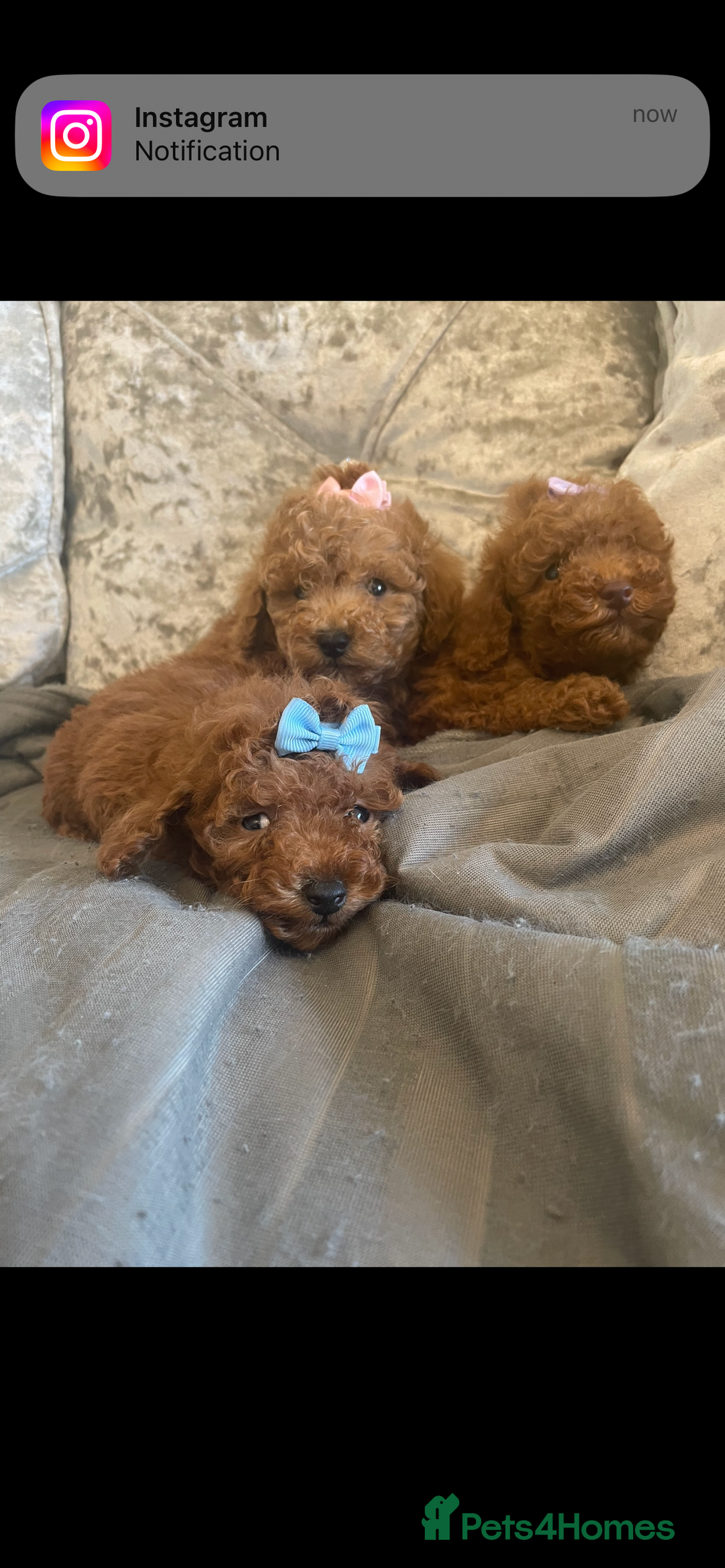 Toy Poodle dogs for sale: Tiny red toy poodle  - Image 2