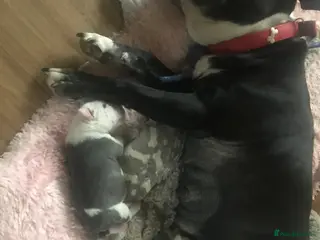 Staffordshire Bull Terrier dogs Staffy for sale - Advert 3