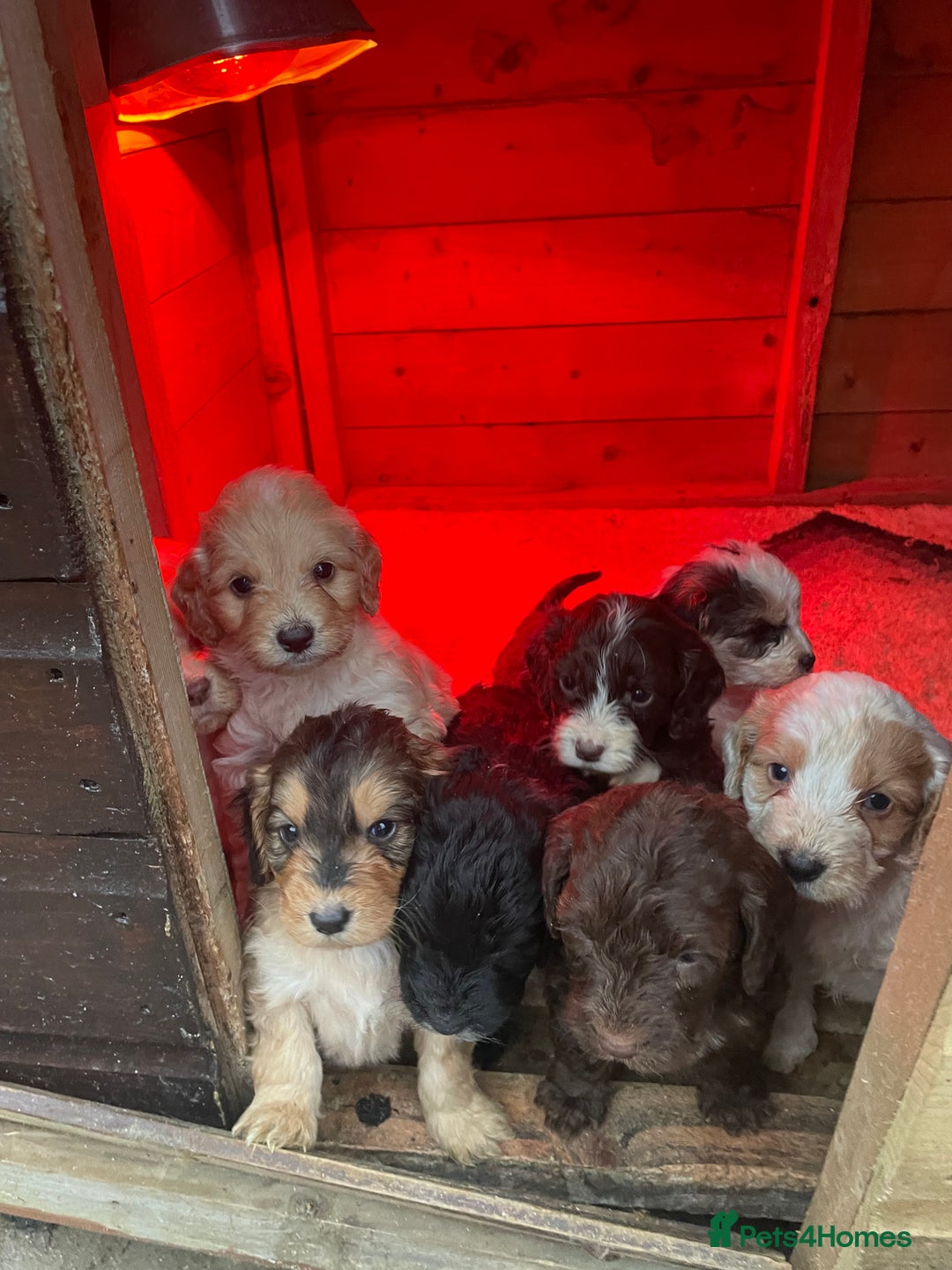 Cockapoo dogs for sale: 🐾 Beautiful Cockapoo Puppies for Sale 🐾 - Advert 26