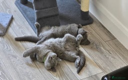 British Shorthair cats for sale: British Blue Shorthair - Image 27