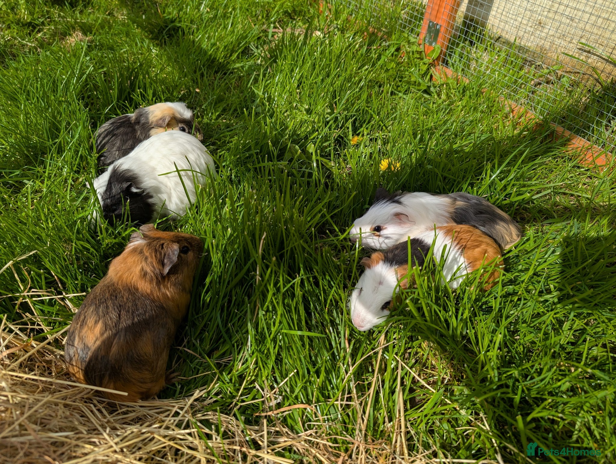 Guinea Pig rodents 5 Guinea pigs, 9/10 weeks old - Advert 2