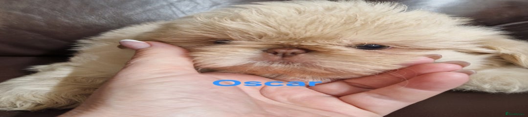 Oscar 