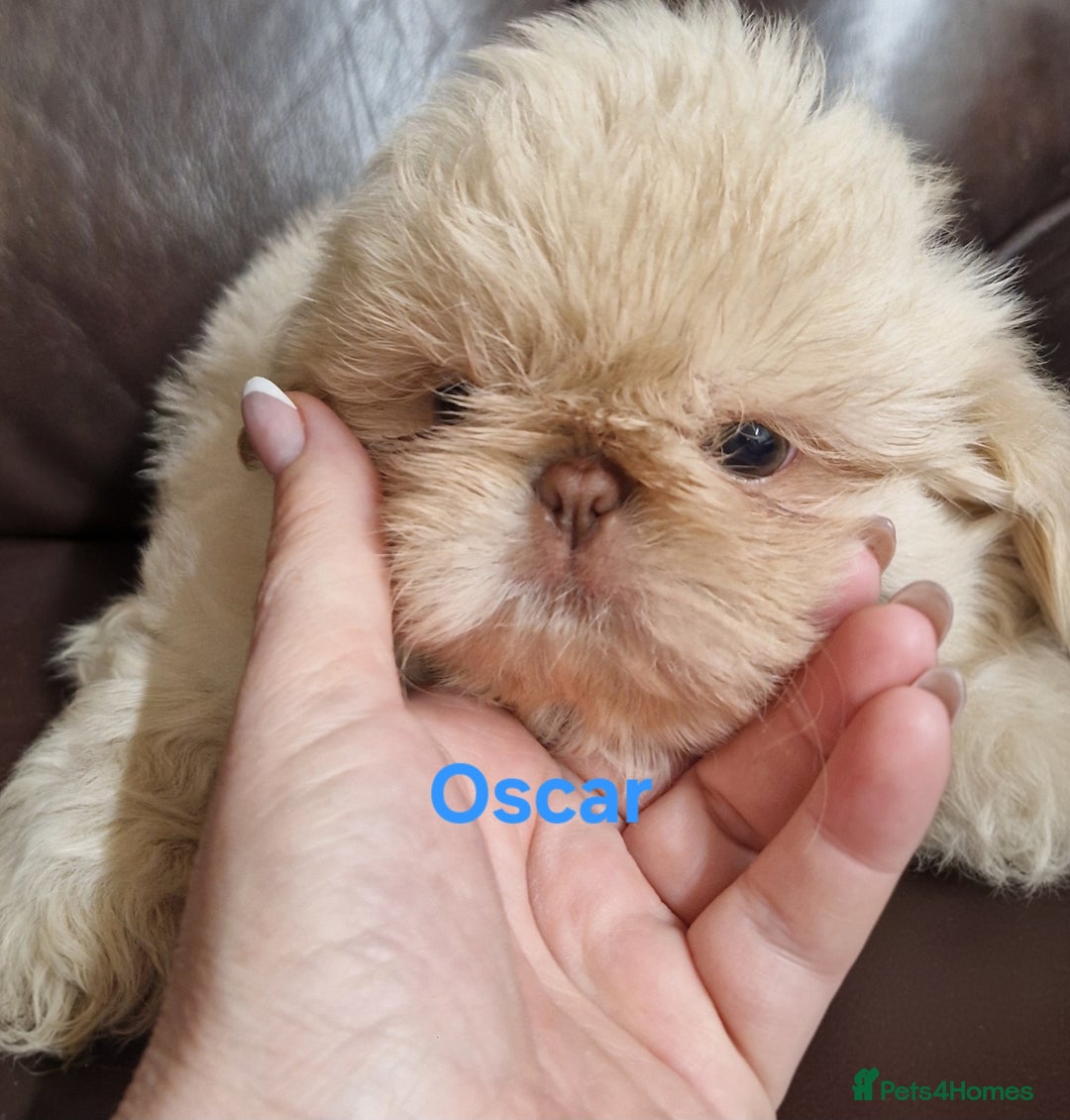 Shih Tzu dogs for sale: 6 Snow White Shih Tzu Pups.  - Image 2