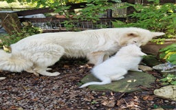 German Shepherd dogs for sale: Gorgeous long coated German Shepherd puppies - Image 19