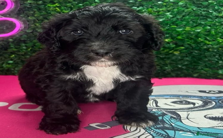 Mixed Breed dogs - Advert 1