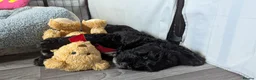 Sheepadoodle dogs for sale: (last girl) ❤️ F1 OES x Standard POODLE - Advert 14