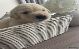 Labrador Retriever dogs for sale: Beautiful chunky yellow  Labrador puppy’s  - Image 11