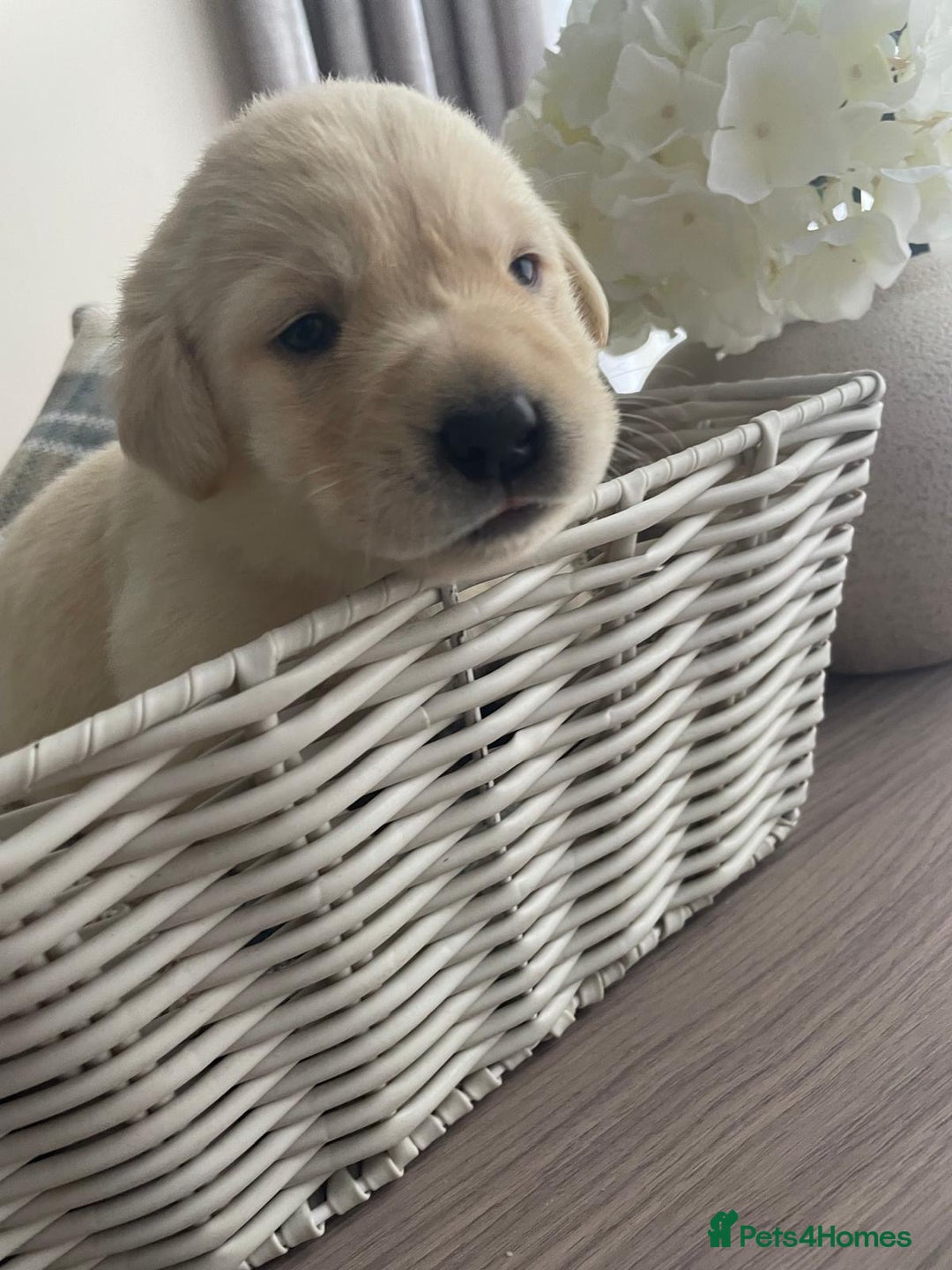 Labrador Retriever dogs for sale: Beautiful chunky yellow  Labrador puppy’s  - Image 11