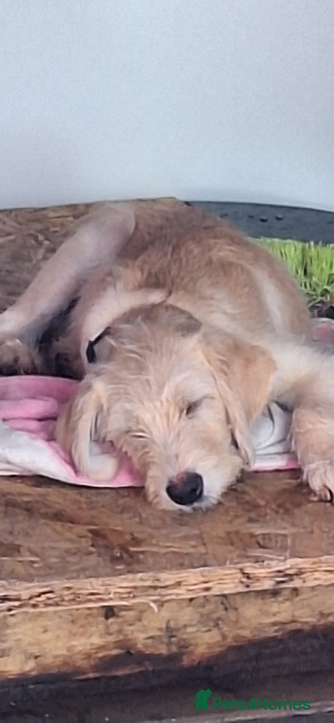 Labradoodle dogs for sale: BEAUTIFUL LABRADOODLE PUPPIES *LAST ONE* * - Image 2