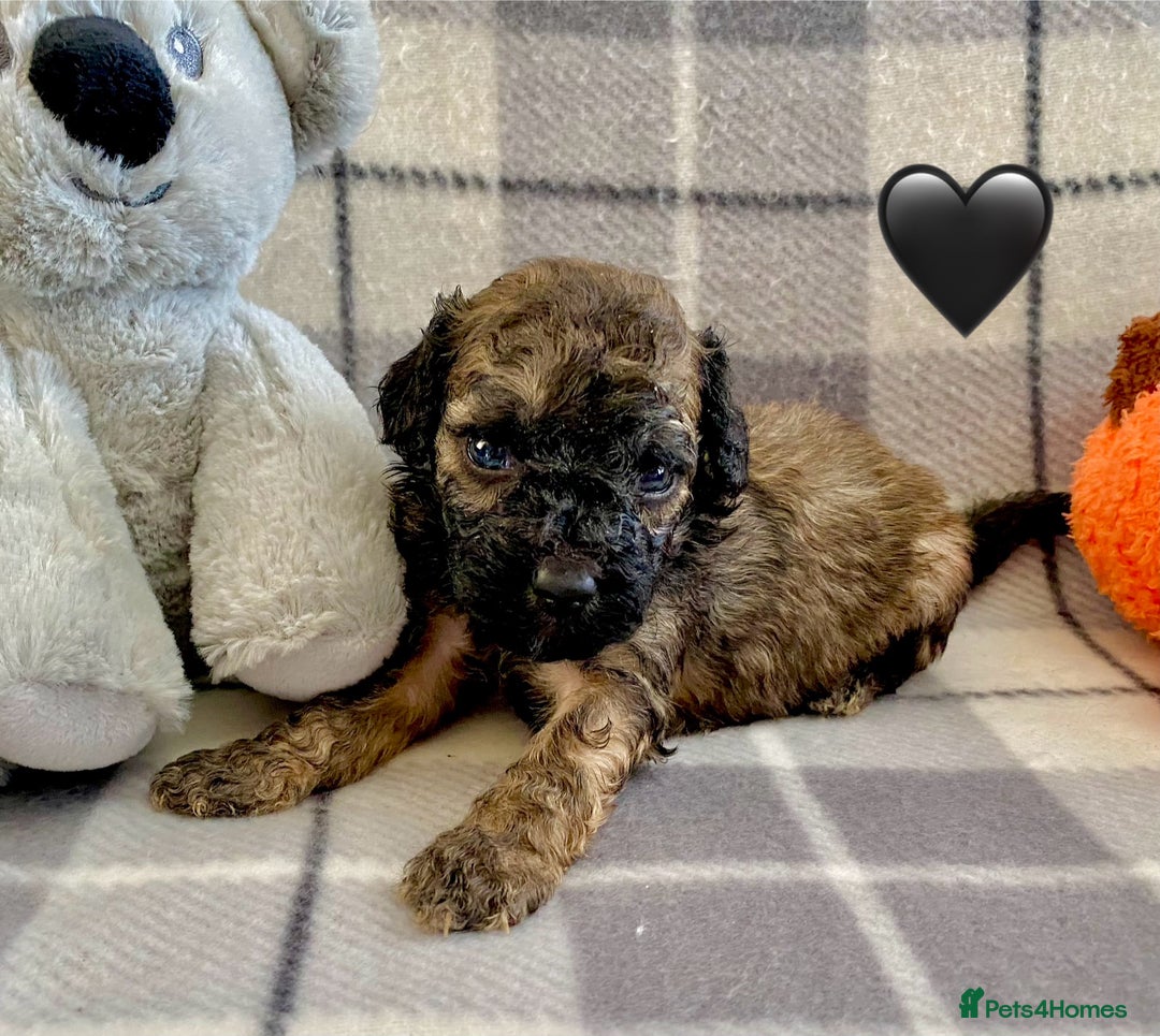 Cavapoo dogs for sale: 💖 F1B Cavapoo Puppies FULLY DNA TESTED 💖 - Image 29