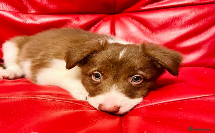 Border Collie dogs - Advert 2