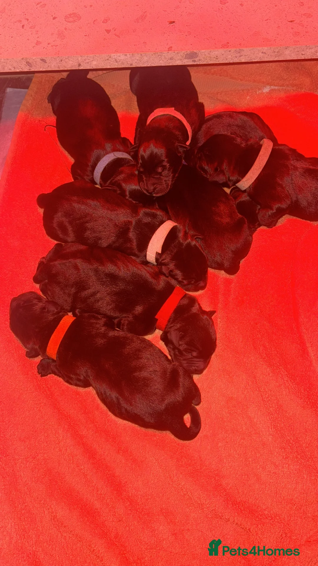 Mixed Breed dogs for sale: Staffador puppies  - Advert 1