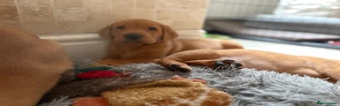 Labrador Retriever 1