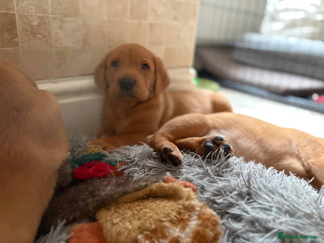 Labrador Retriever dogs for sale: KC Fully Health Tested Labrador Puppies  - Advert 14