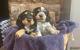 Cocker Spaniel dogs for sale: Kc - Beautiful show type cocker spaniel puppies  - Image 4