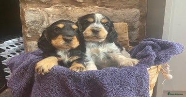 Cocker Spaniel dogs - Advert 7